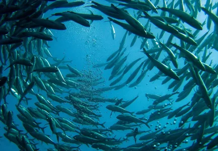 Pexgol vs HDPE: Comparación de Transporte de Comida para Peces